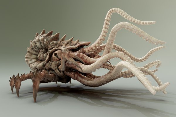 Kraken tor onion