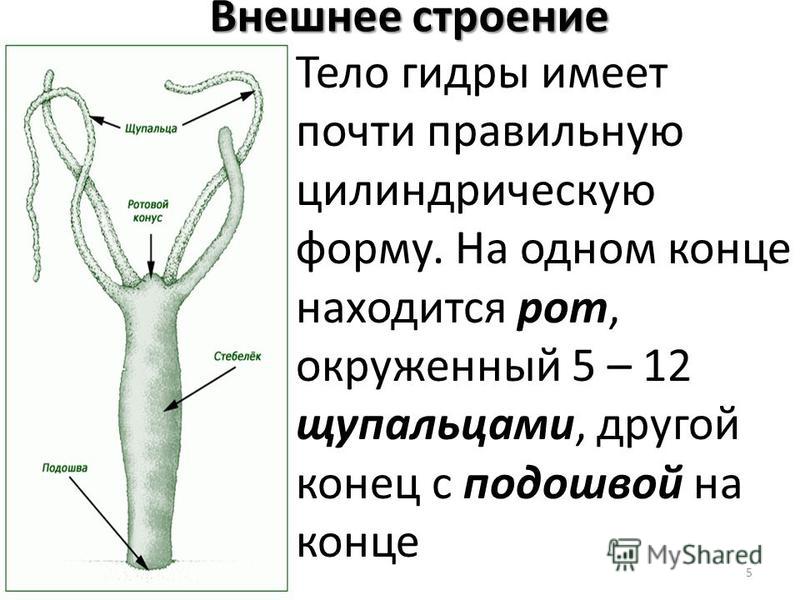 Только через тор кракен